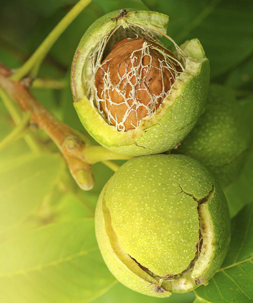 Walnuts (Akhrot) -1kg 3 Modhur - Buy & Sell BD Walnuts (Akhrot) -1kg - Image 3