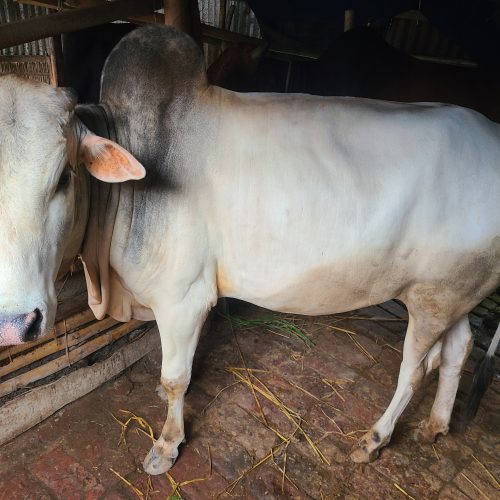 দেশি গরু