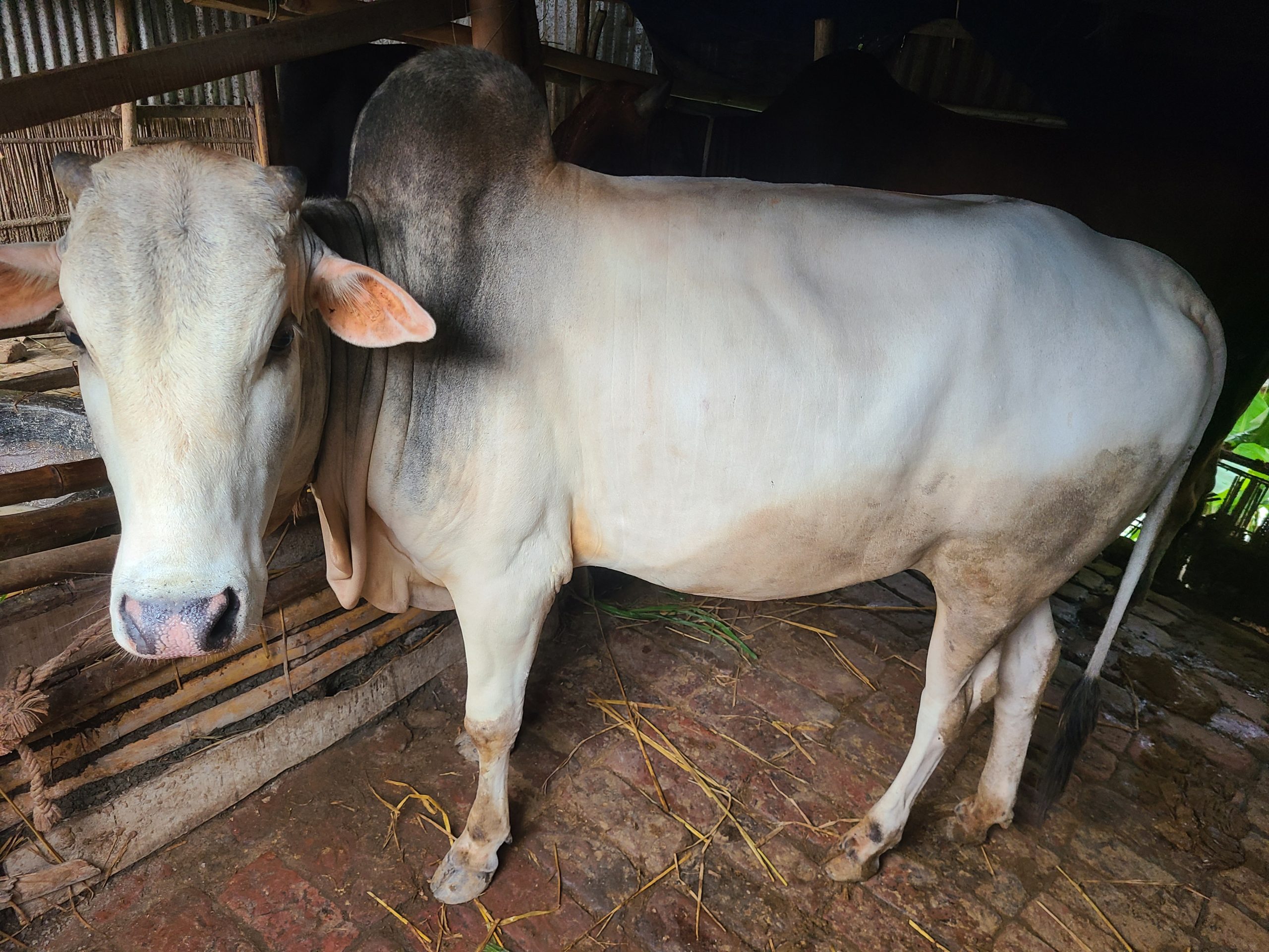 দেশি গরু