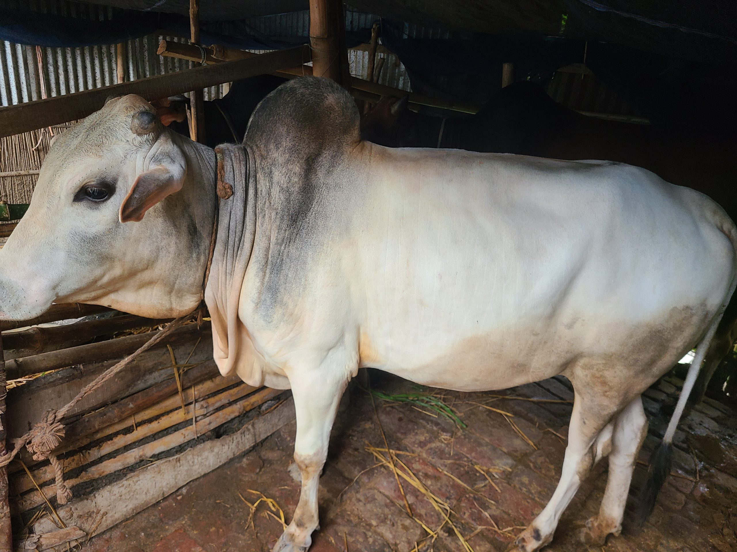 দেশি গরু