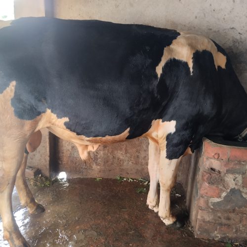 কোরবানির গরু