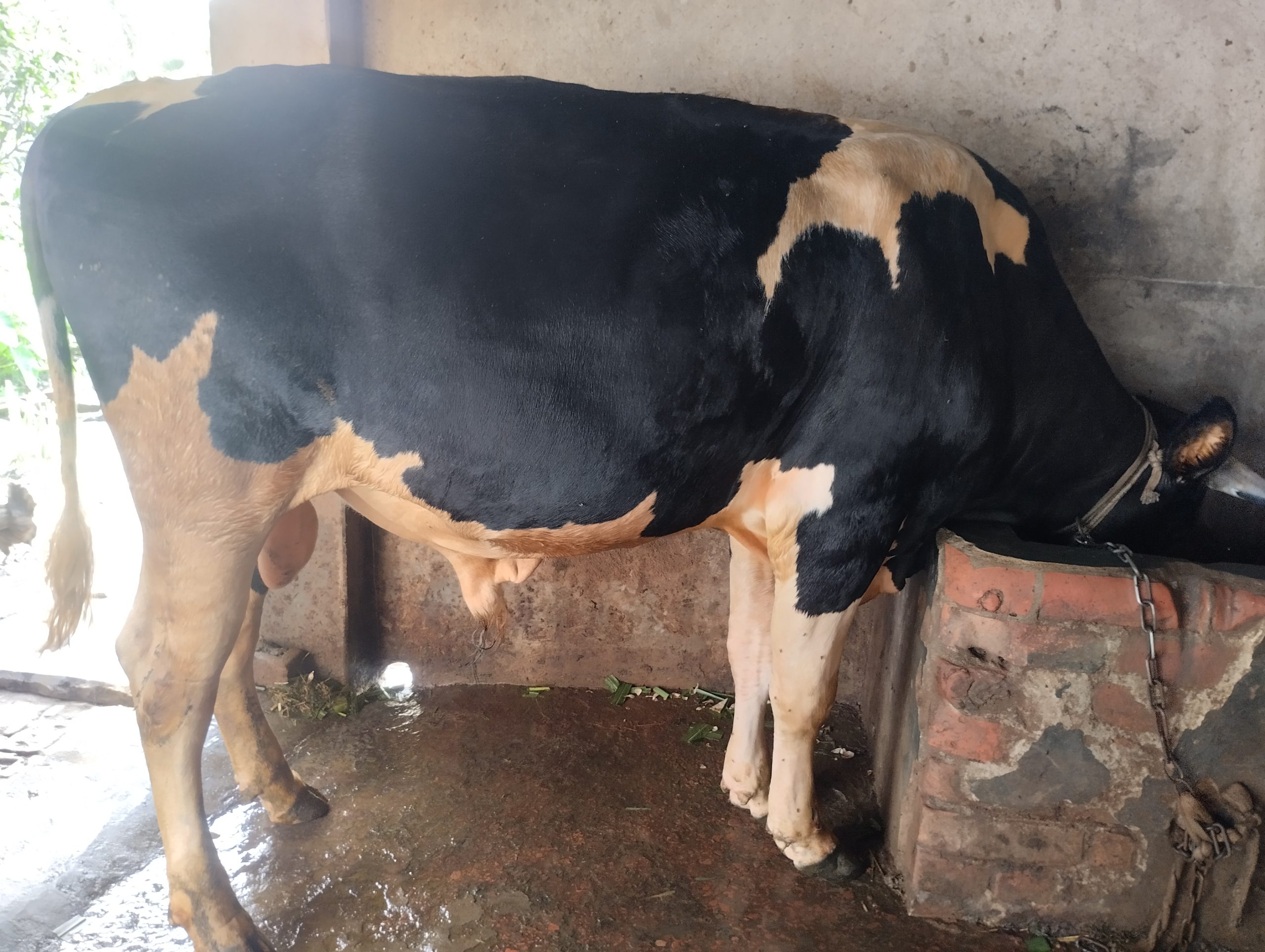 কোরবানির গরু