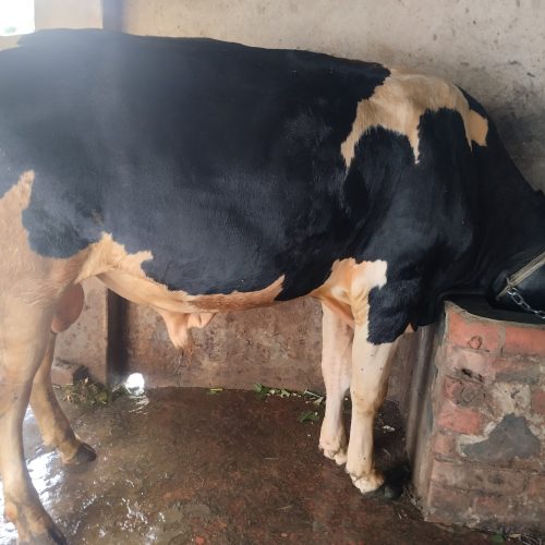 কোরবানির গরু