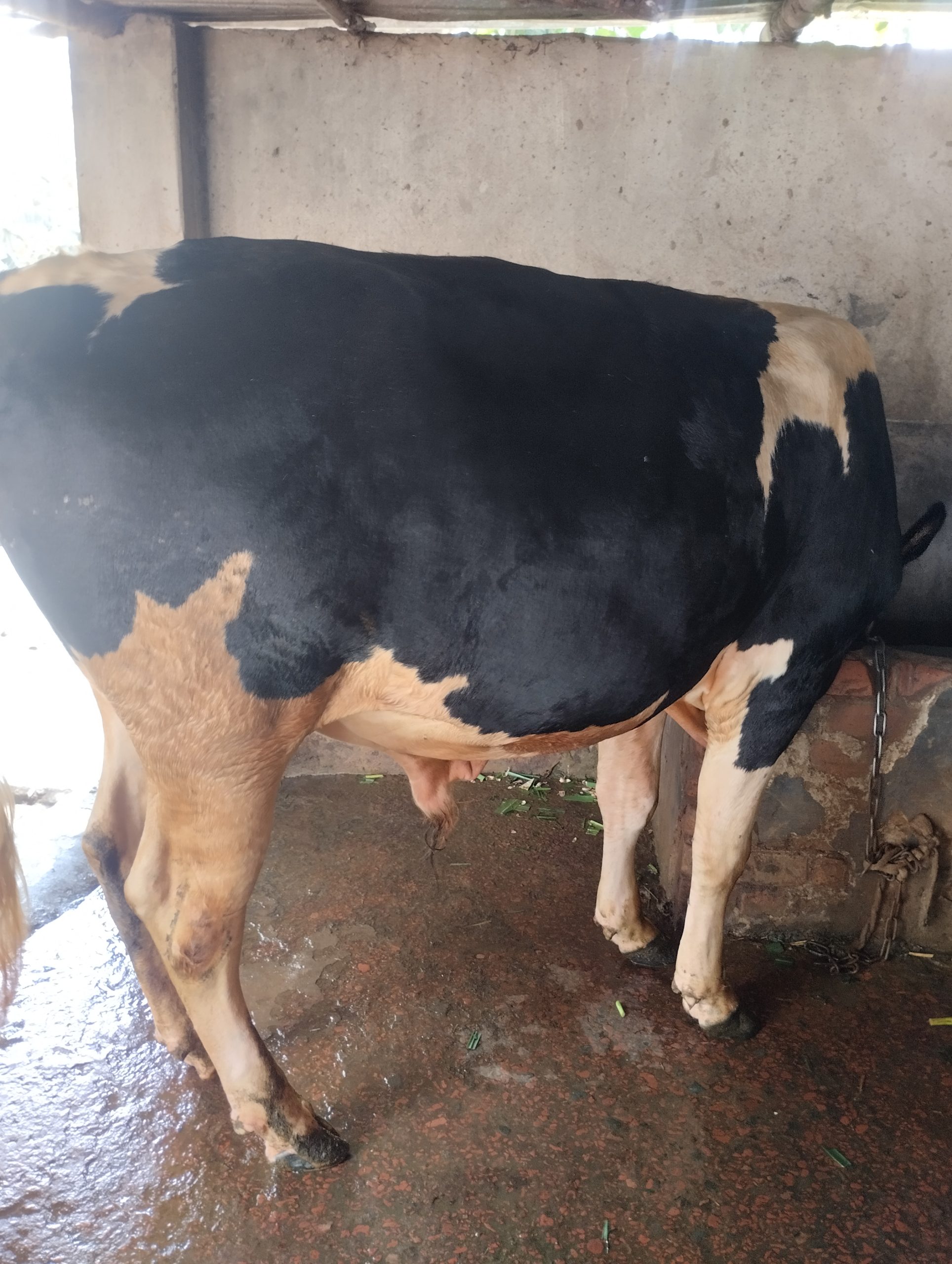 কোরবানির গরু